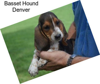 Basset Hound Denver