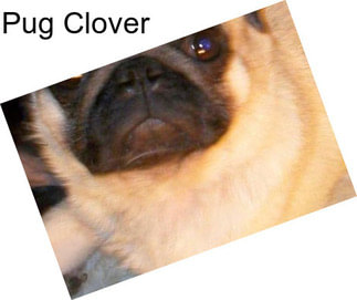 Pug Clover