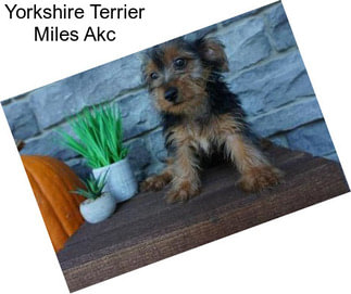 Yorkshire Terrier Miles Akc