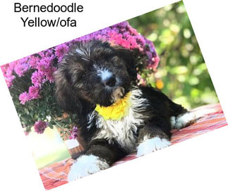 Bernedoodle Yellow/ofa