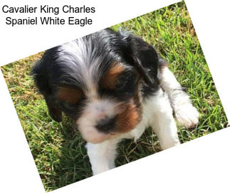 Cavalier King Charles Spaniel White Eagle