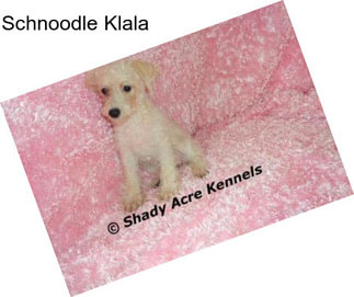 Schnoodle Klala