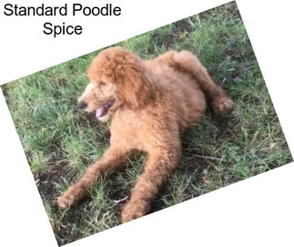 Standard Poodle Spice