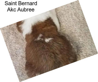 Saint Bernard Akc Aubree