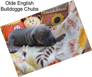 Olde English Bulldogge Chubs