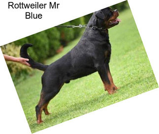 Rottweiler Mr Blue