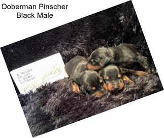 Doberman Pinscher Black Male