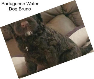 Portuguese Water Dog Bruno