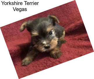 Yorkshire Terrier Vegas