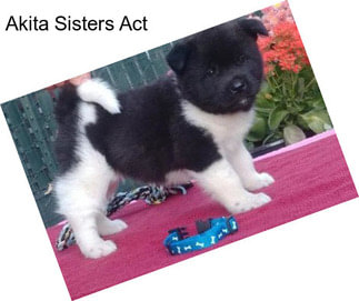 Akita Sisters Act