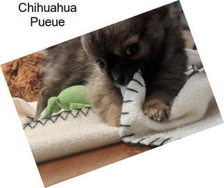 Chihuahua Pueue