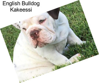 English Bulldog Kakeessi