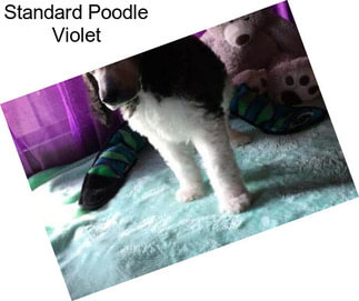 Standard Poodle Violet