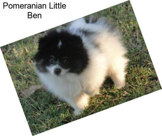 Pomeranian Little Ben
