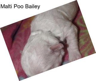 Malti Poo Bailey