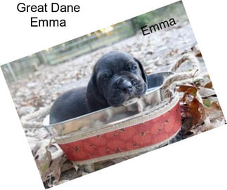 Great Dane Emma