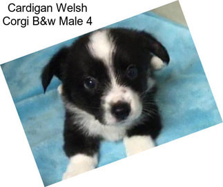 Cardigan Welsh Corgi B&w Male 4