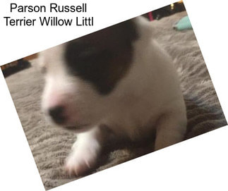 Parson Russell Terrier Willow Littl