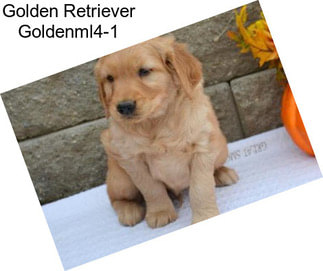 Golden Retriever Goldenml4-1