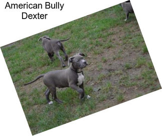 American Bully Dexter