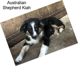 Australian Shepherd Kiah