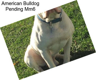 American Bulldog Pending Mm6