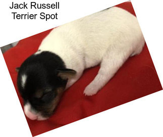 Jack Russell Terrier Spot