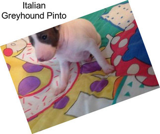 Italian Greyhound Pinto