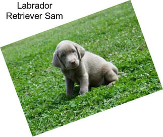 Labrador Retriever Sam