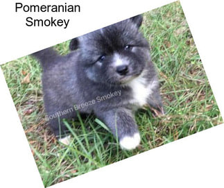 Pomeranian Smokey