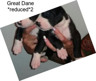 Great Dane *reduced*2