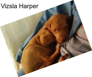 Vizsla Harper