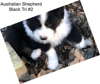 Australian Shepherd Black Tri #2