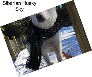 Siberian Husky Sky
