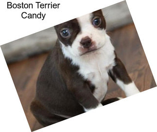 Boston Terrier Candy