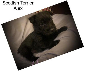 Scottish Terrier Alex