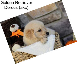 Golden Retriever Dorcus (akc)