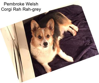 Pembroke Welsh Corgi Rah Rah-grey