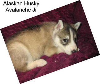 Alaskan Husky Avalanche Jr