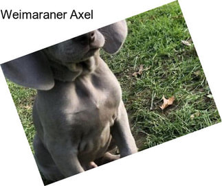 Weimaraner Axel
