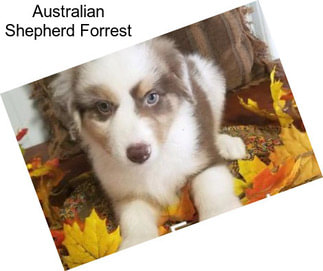 Australian Shepherd Forrest