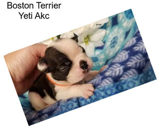 Boston Terrier Yeti Akc