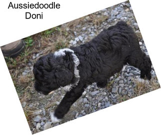 Aussiedoodle Doni