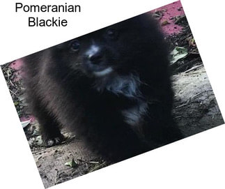 Pomeranian Blackie