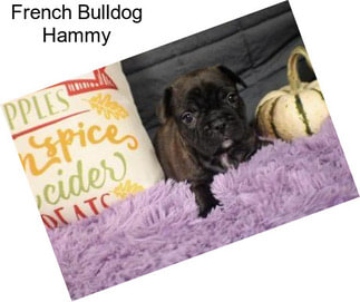 French Bulldog Hammy