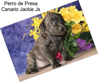 Perro de Presa Canario Jackie Js