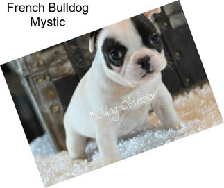 French Bulldog Mystic