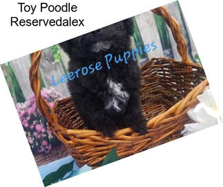 Toy Poodle Reservedalex
