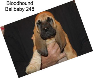 Bloodhound Ballbaby 248