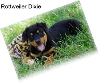 Rottweiler Dixie